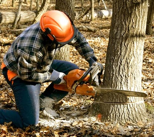 Tree Removal in Manitou Beach, MI